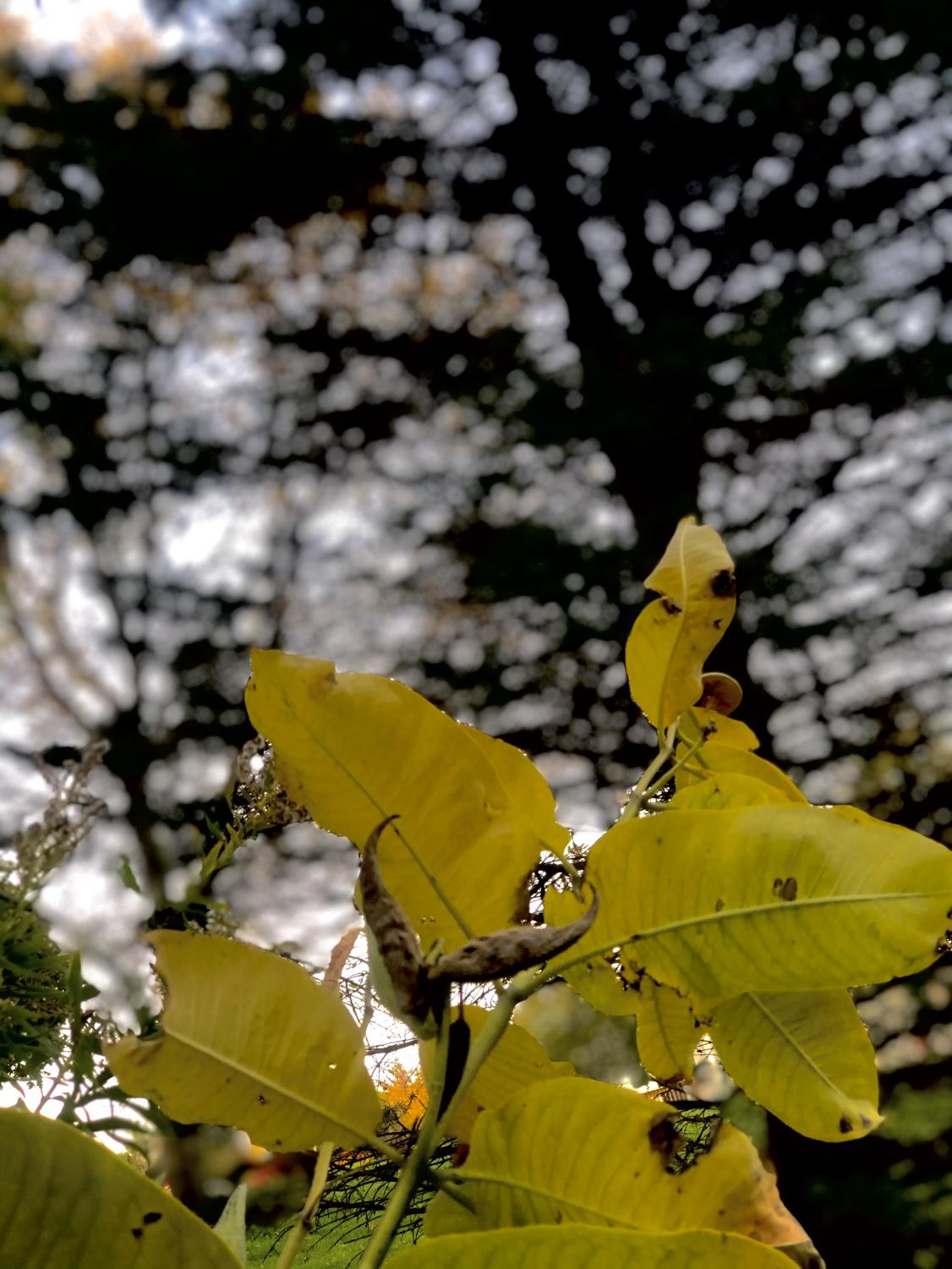 AALI_leaves_0917_1