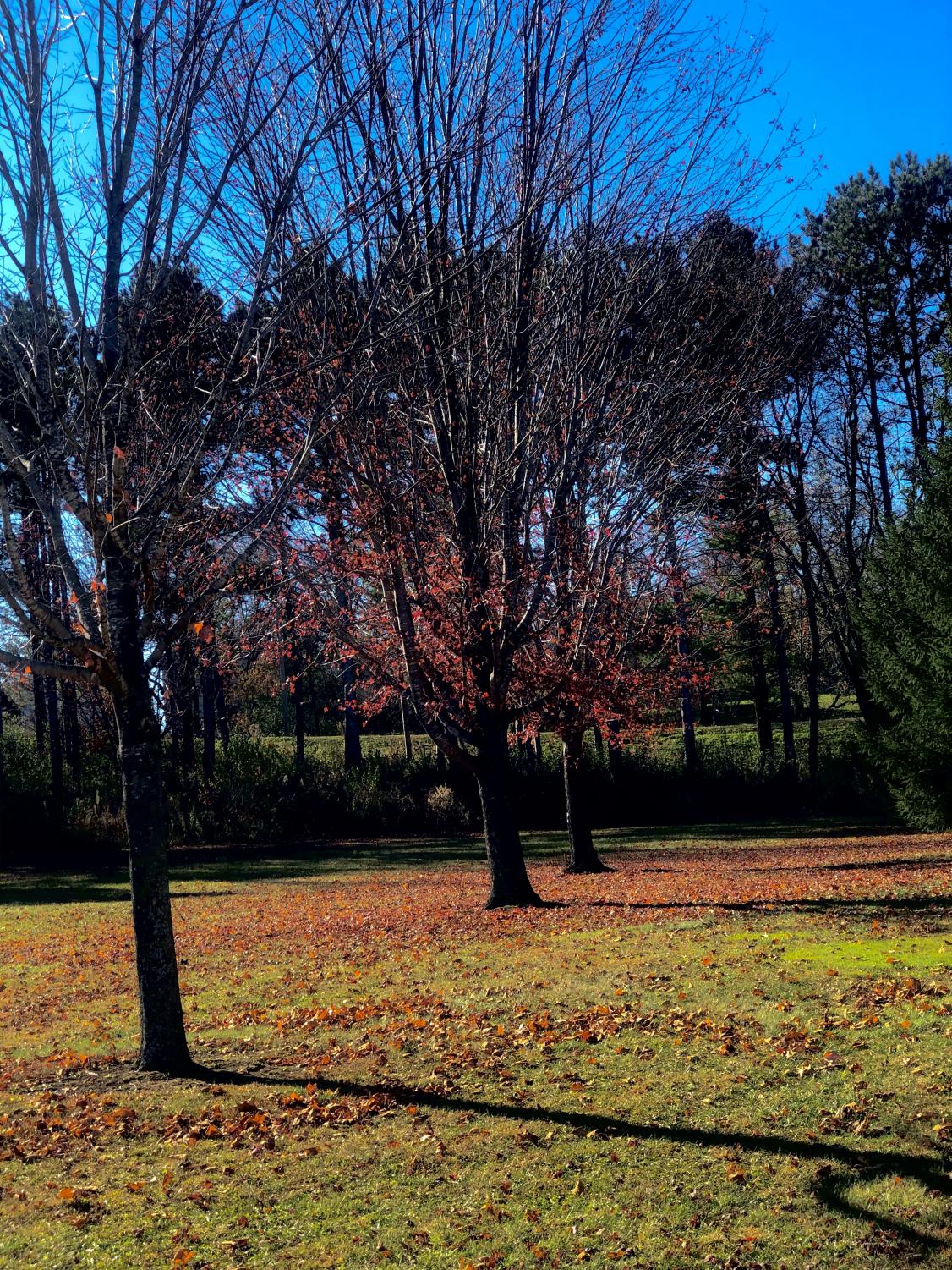 AALI_trees_0918_1