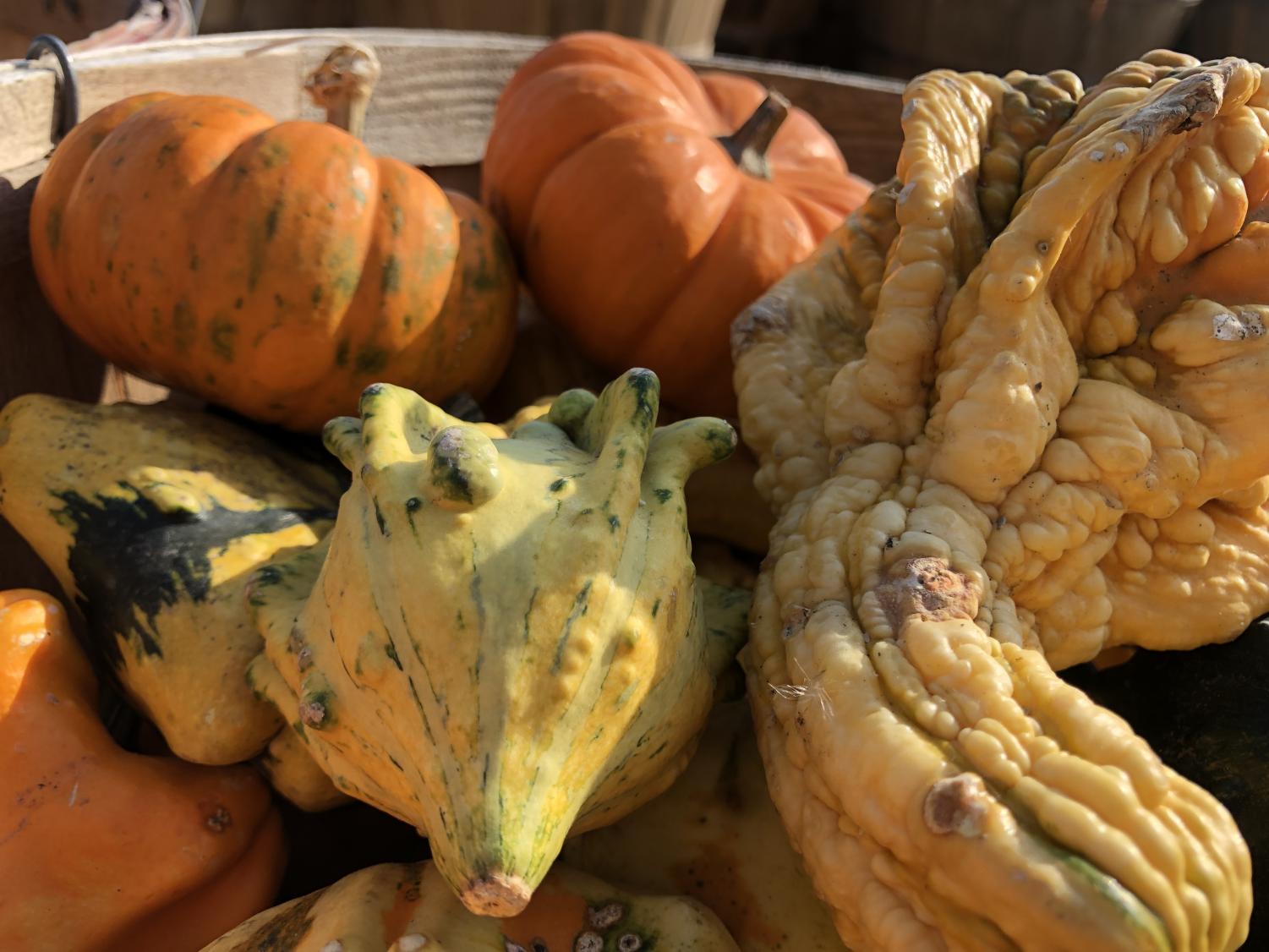 Emge_autumn_1011_3