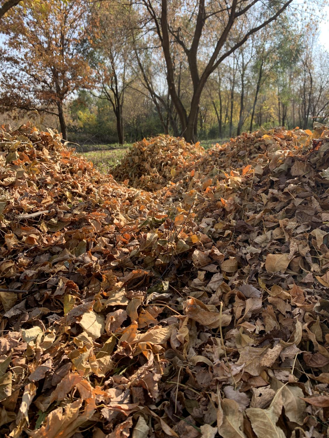 Kecr_autumn_1012_3