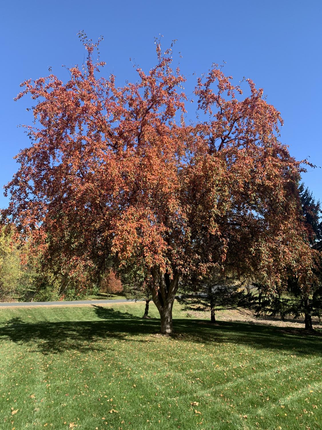Kecr_autumn_1012_5