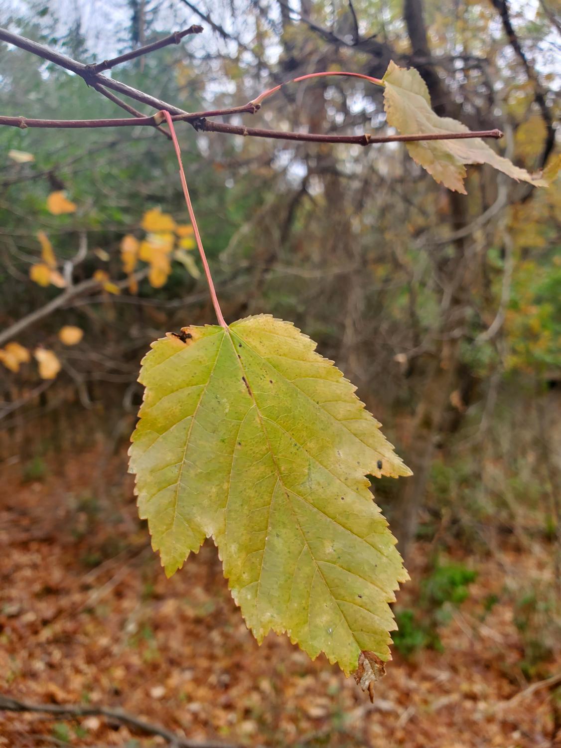 SaHA_Autumn_10_29_20_10