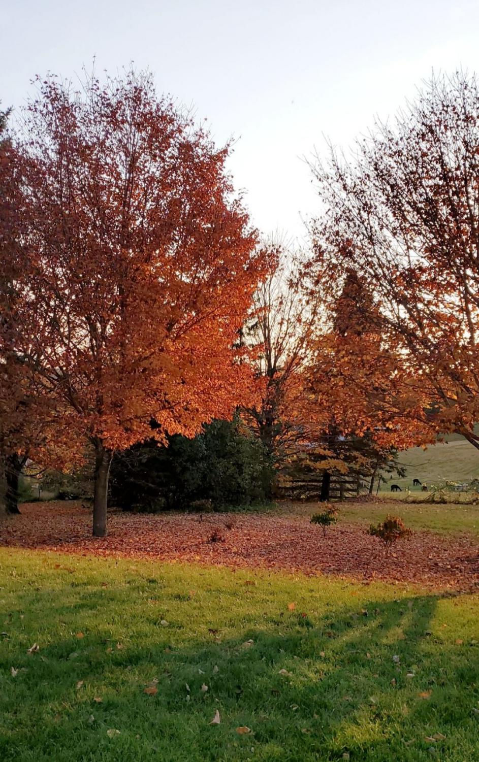 SaHA_Autumn_10_29_20_8