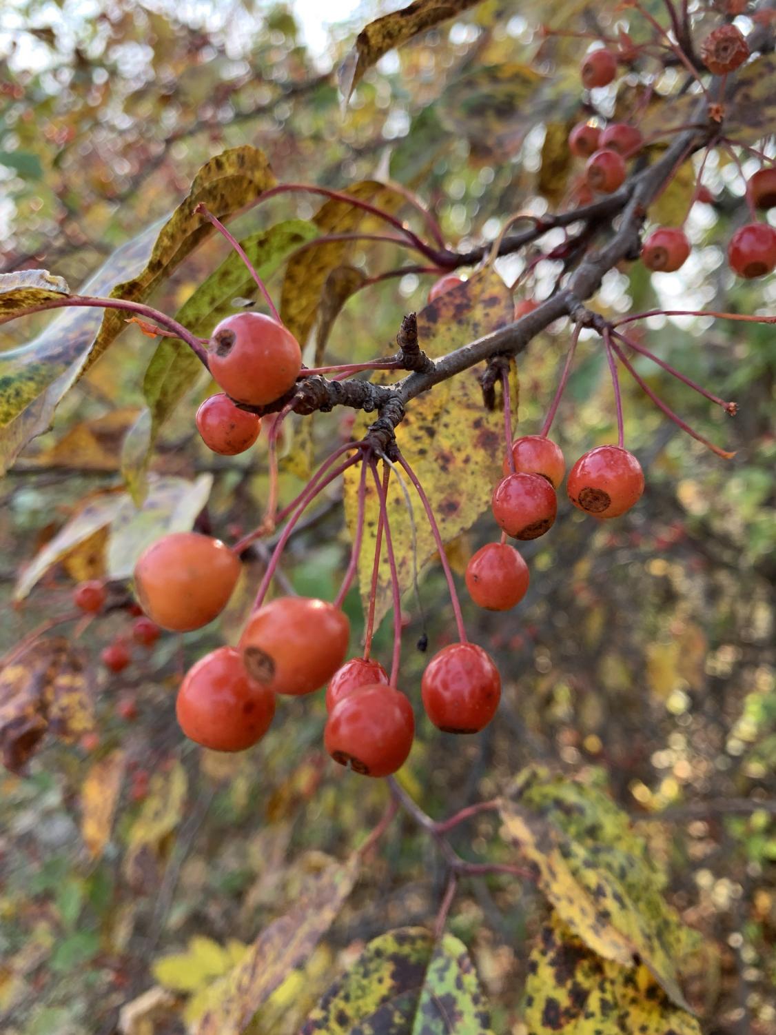 adbr_autumn_1009_1