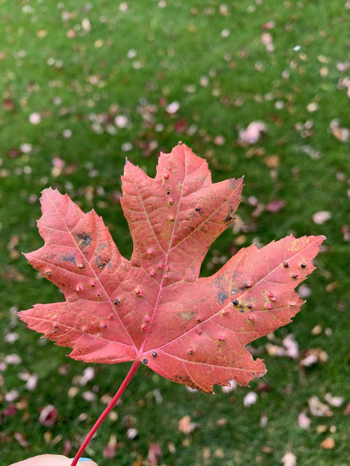 adma_autumnphotos_1019_4