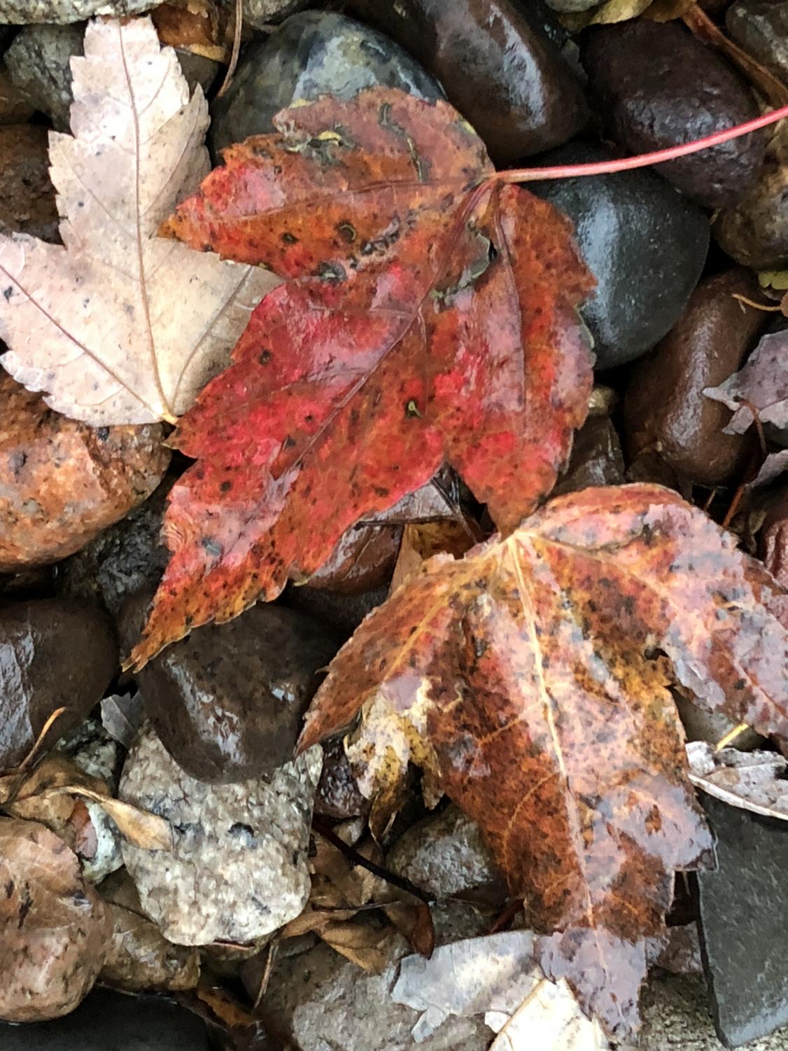 evsc_autumn_1022_2.jpg