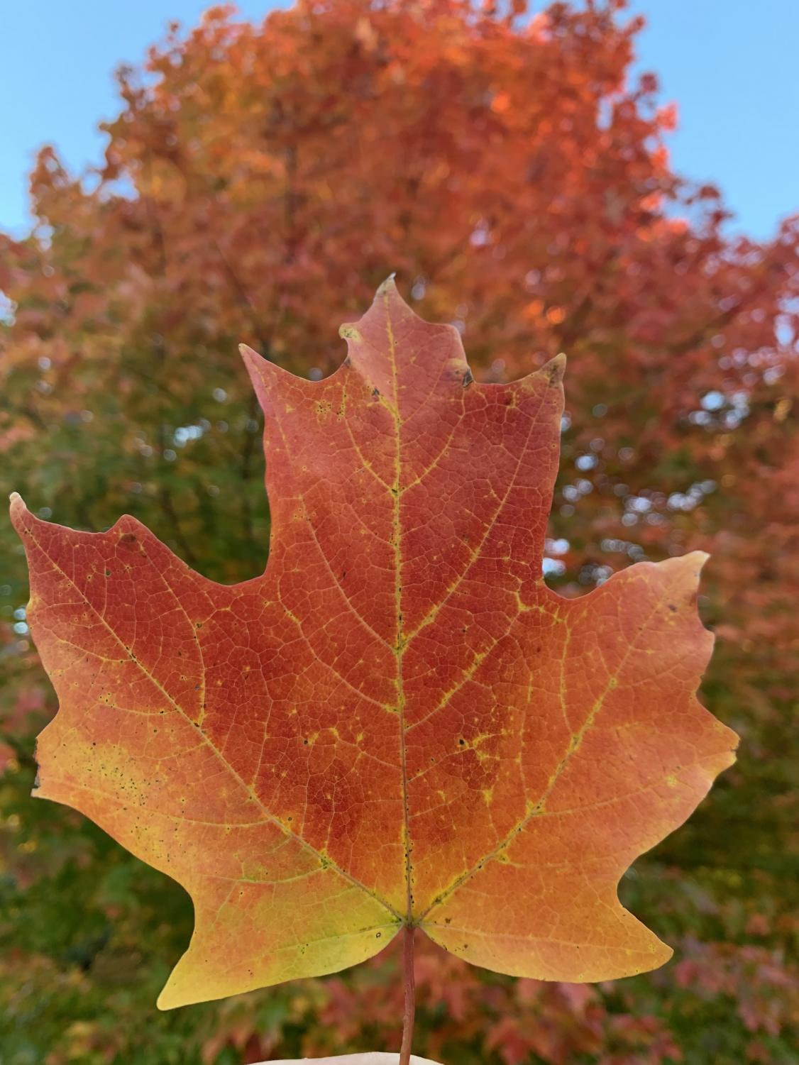 grac_autumn_1021_1