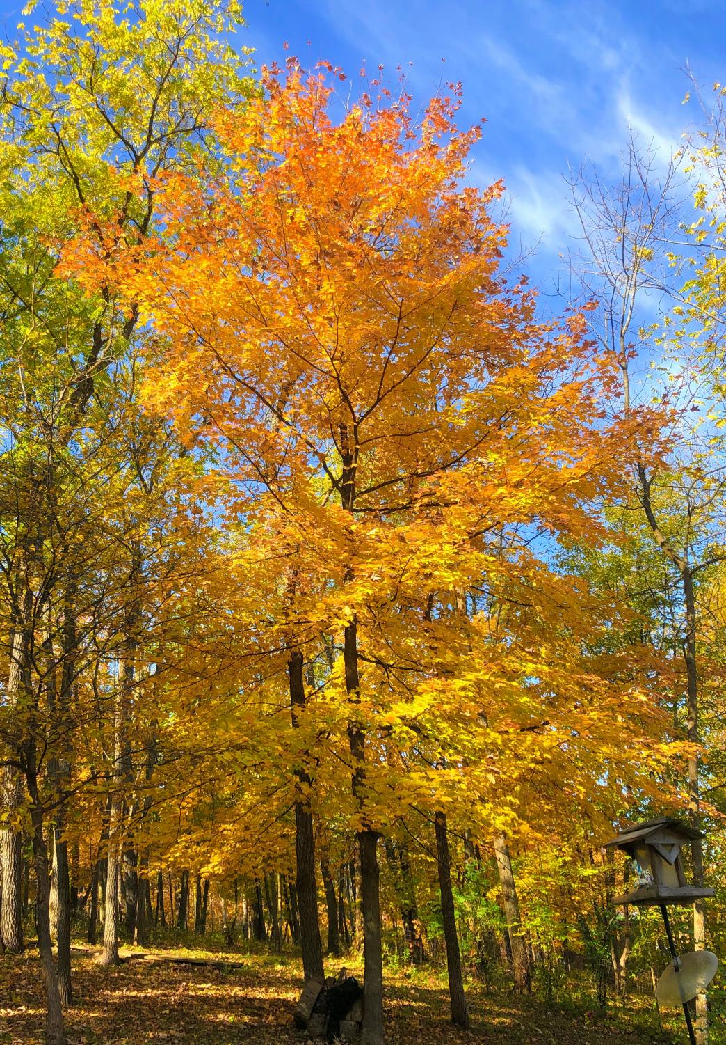 lubi_autumn_0910_2
