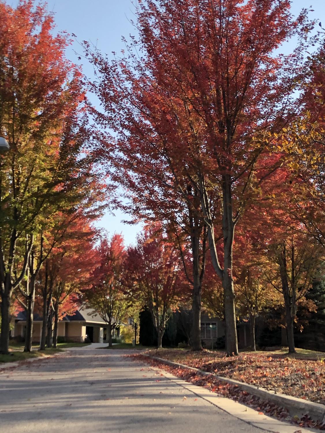 moso_autumn_1022_9