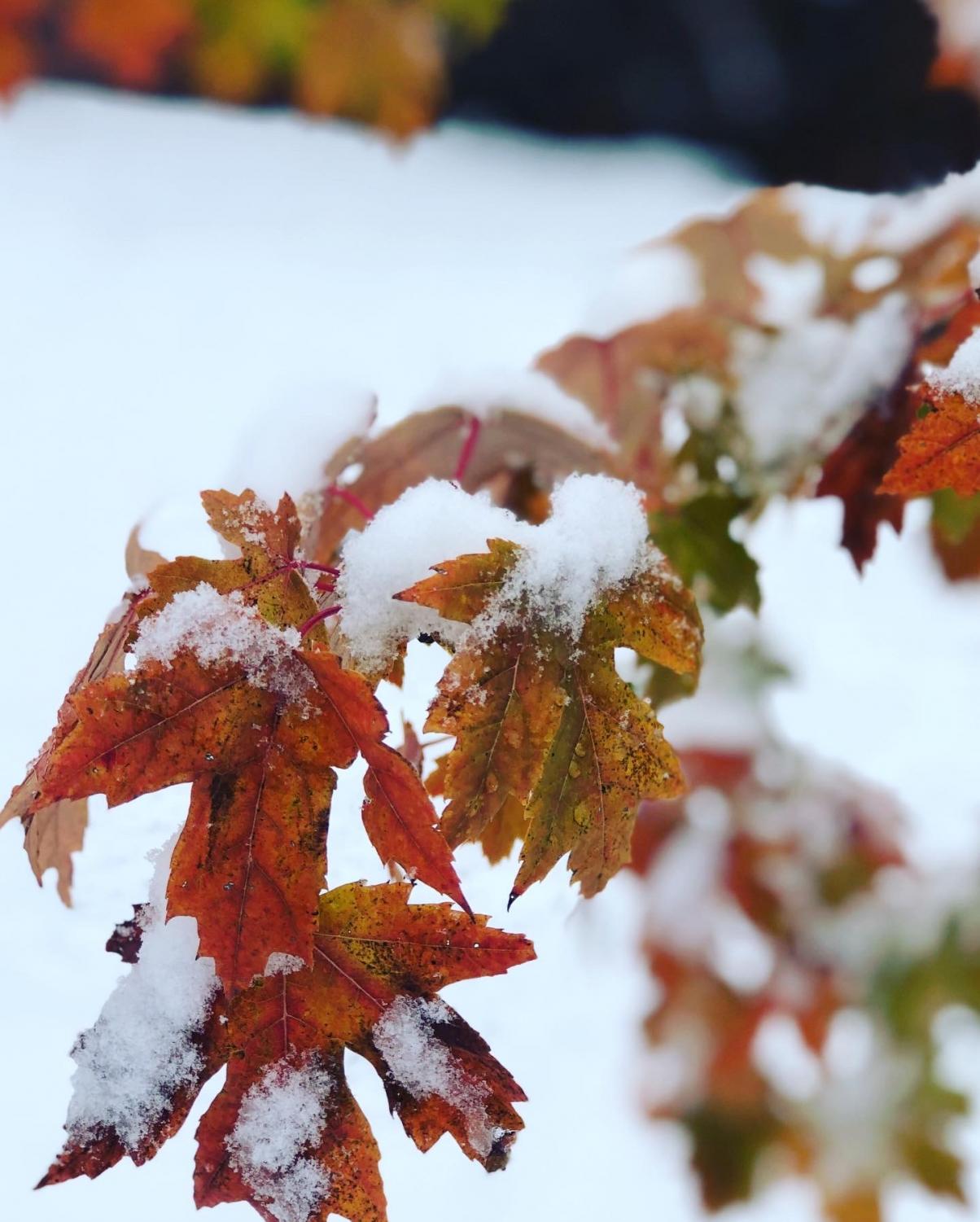 rahe_aweinautumn_1027_10
