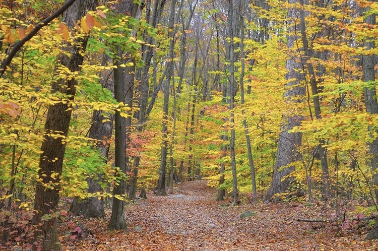 rahe_aweinautumn_1027_6