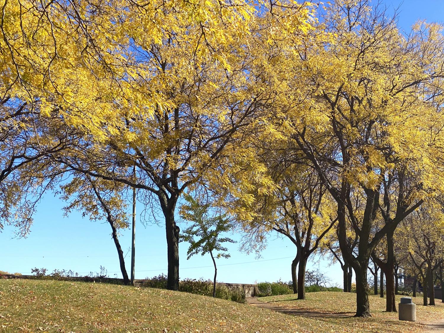 saad_autumn_2110_03