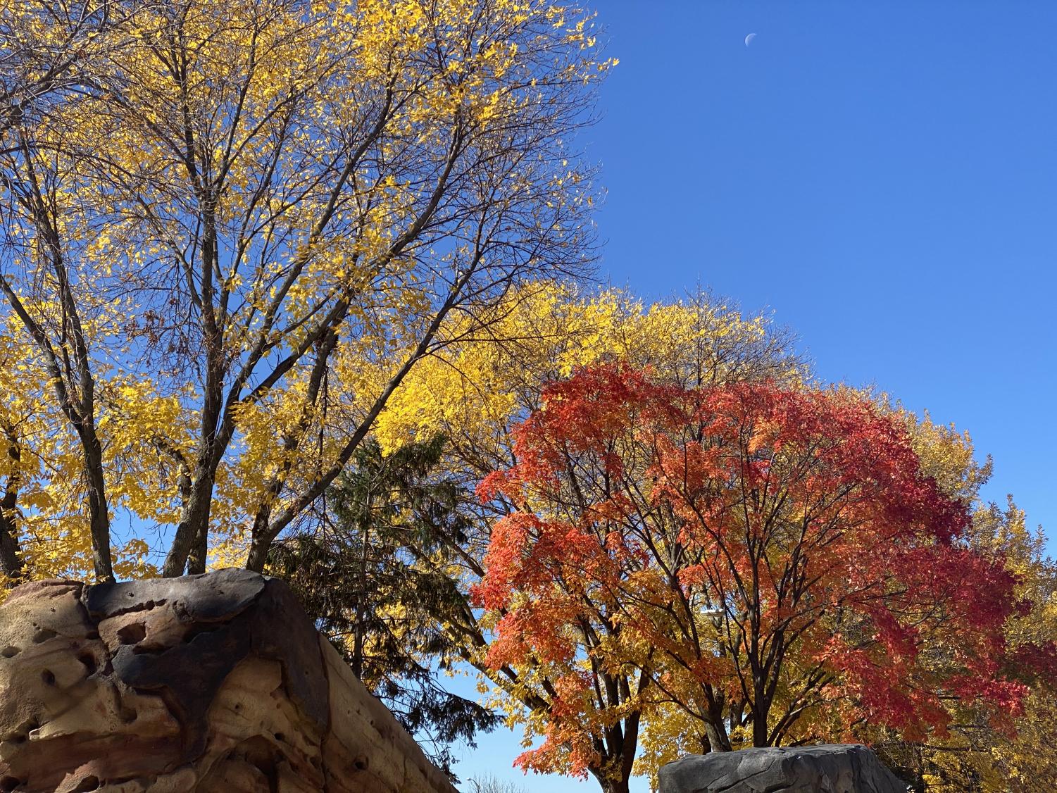 saad_autumn_2110_06