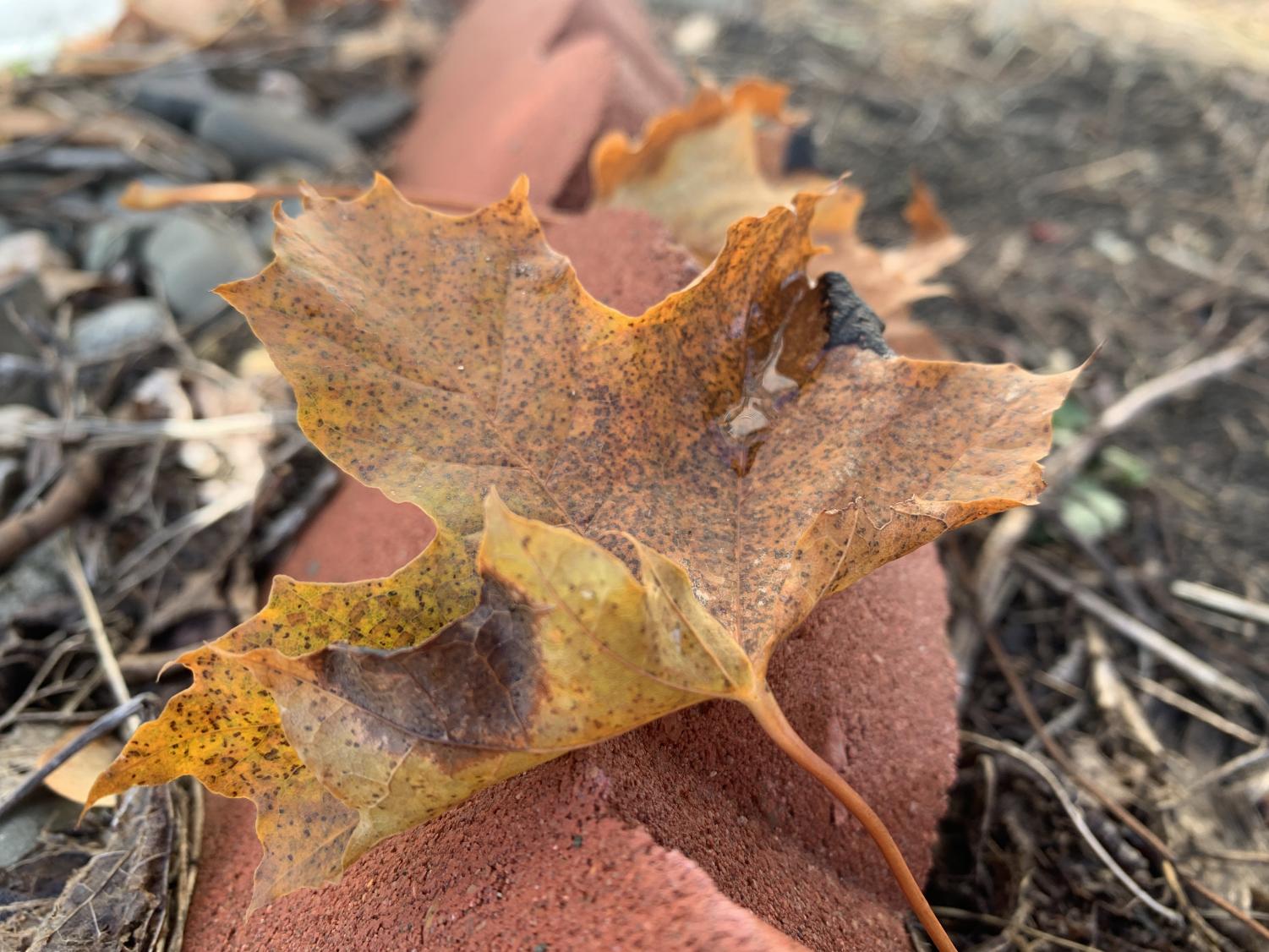 sida_autumn_1026_1