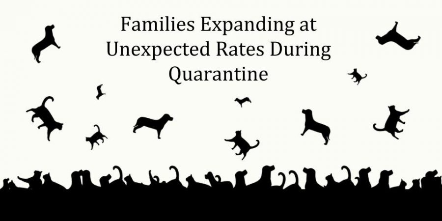 Families expand at unexpected rates in quarantine